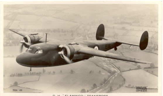 dH95 Flamingo